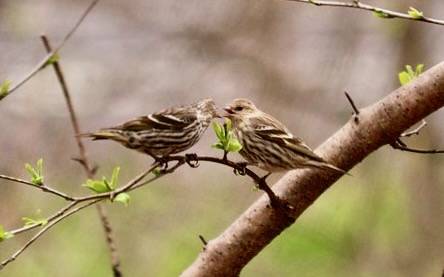 Pine Siskin pair by eliotc is licensed under CC BY 2.0.
